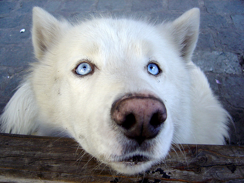 wolf-dog.jpg